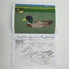 Album de coloriage Marais Poitevin + crayons de couleur – Image 2