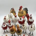 Poules et Coqs